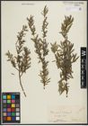 Foto von Salix purpurea L. x Salix repens L.